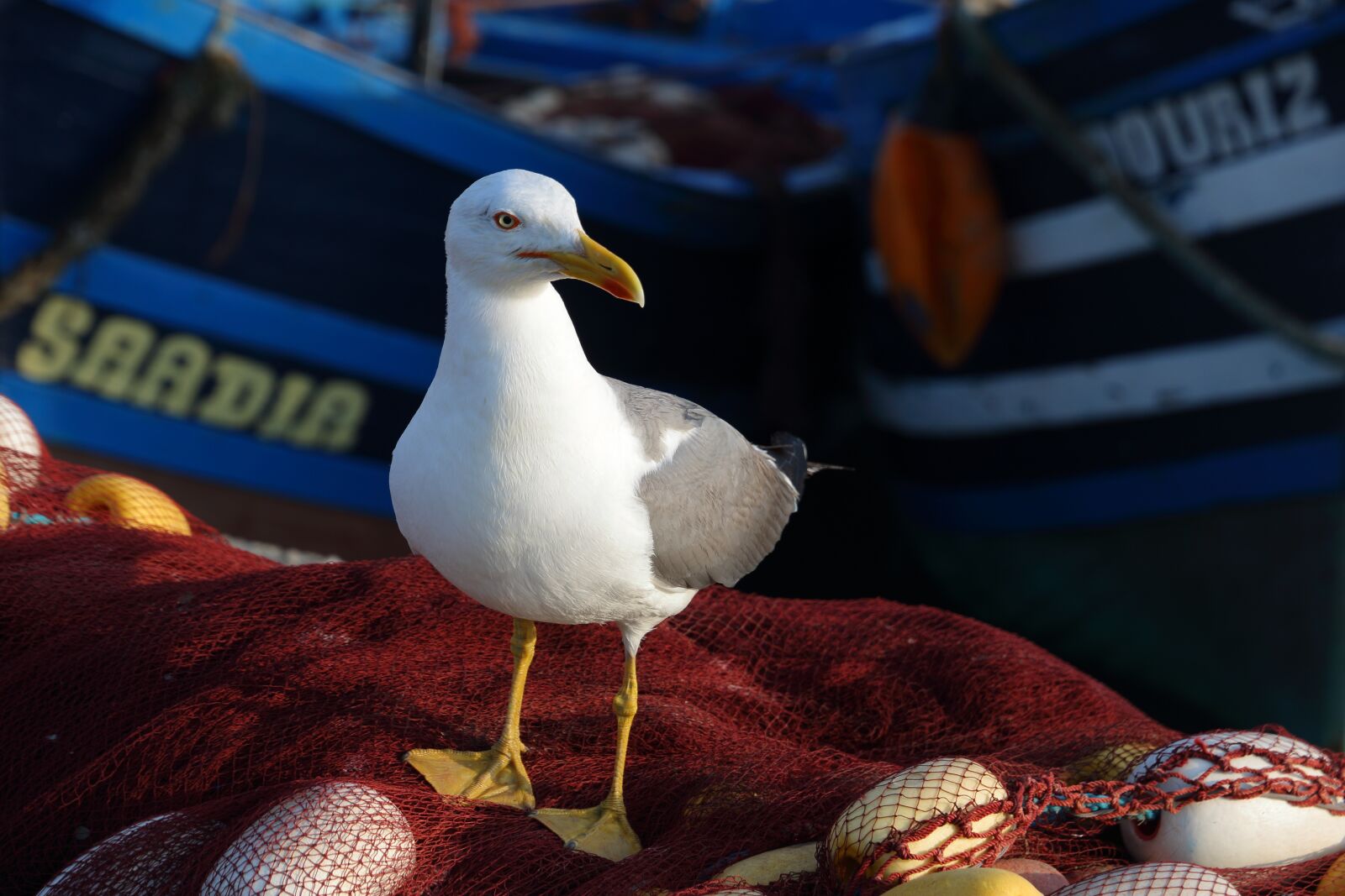 Canon EOS 750D (EOS Rebel T6i / EOS Kiss X8i) sample photo. Morocco, essaouira, seagull photography