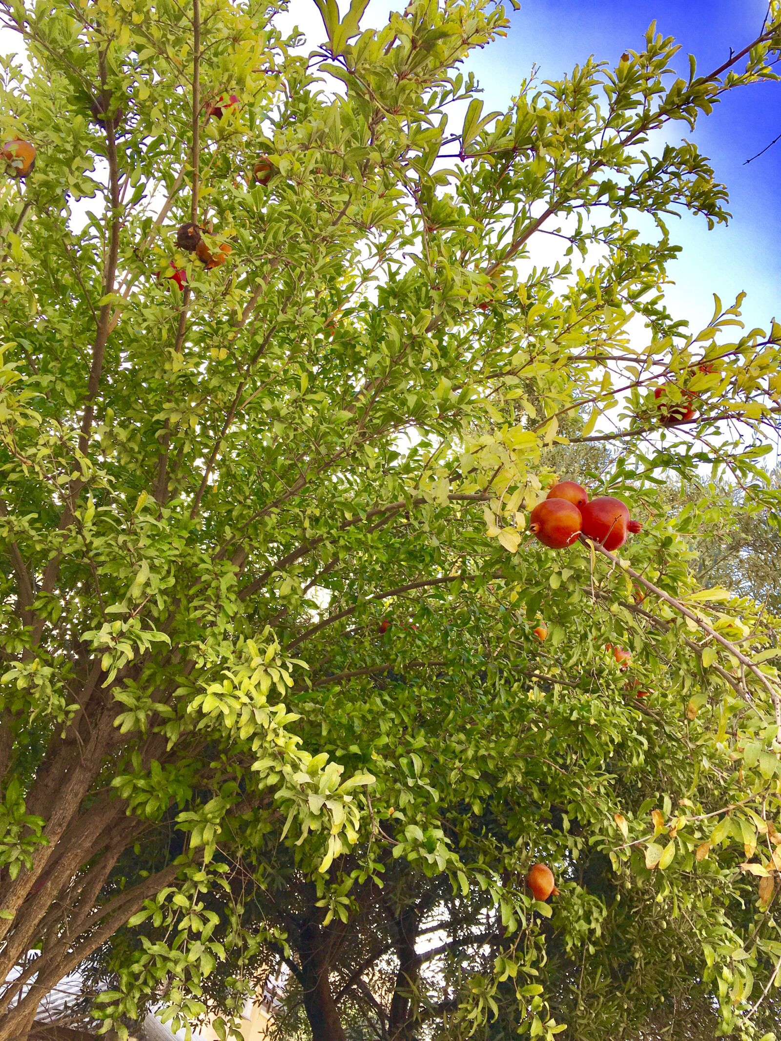 iPad Pro back camera 4.15mm f/2.2 sample photo. Pomegranate, ashdod, israel photography