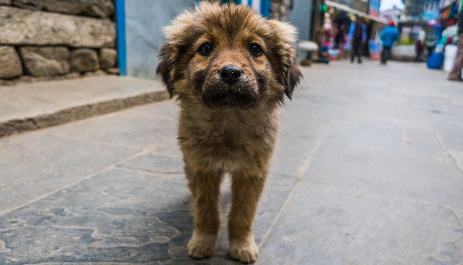 Canon PowerShot G9 X Mark II sample photo. Cute, puppy, dog photography