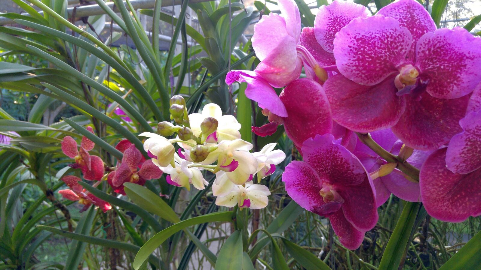 LG G4 sample photo. Orchid, plant, orchid flower photography