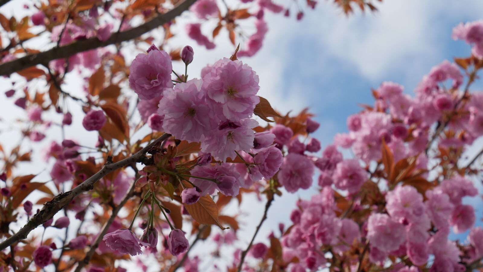 Panasonic Lumix DMC-GX85 (Lumix DMC-GX80 / Lumix DMC-GX7 Mark II) sample photo. Apple, flower, apple, tree photography