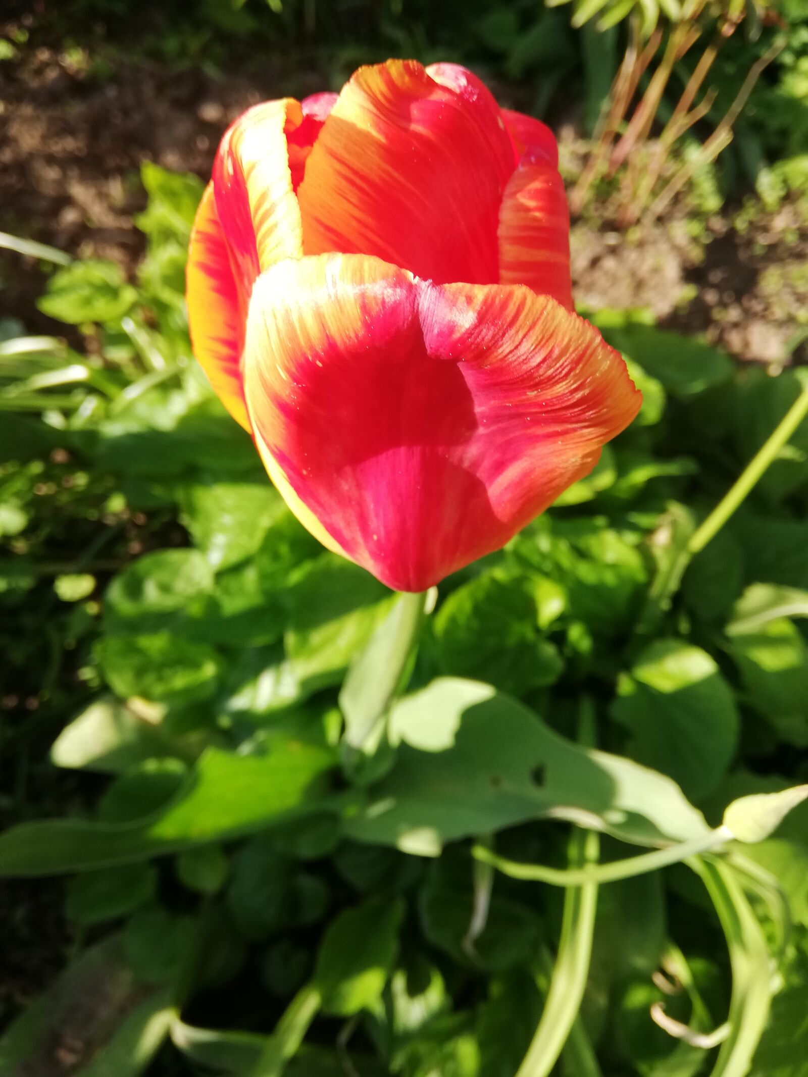 HUAWEI P20 lite sample photo. Tulip, red, flower photography