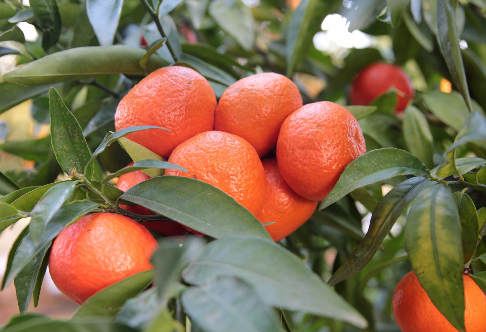 Canon EF 24-70mm F2.8L II USM sample photo. Tangerine, citrus, fruit photography