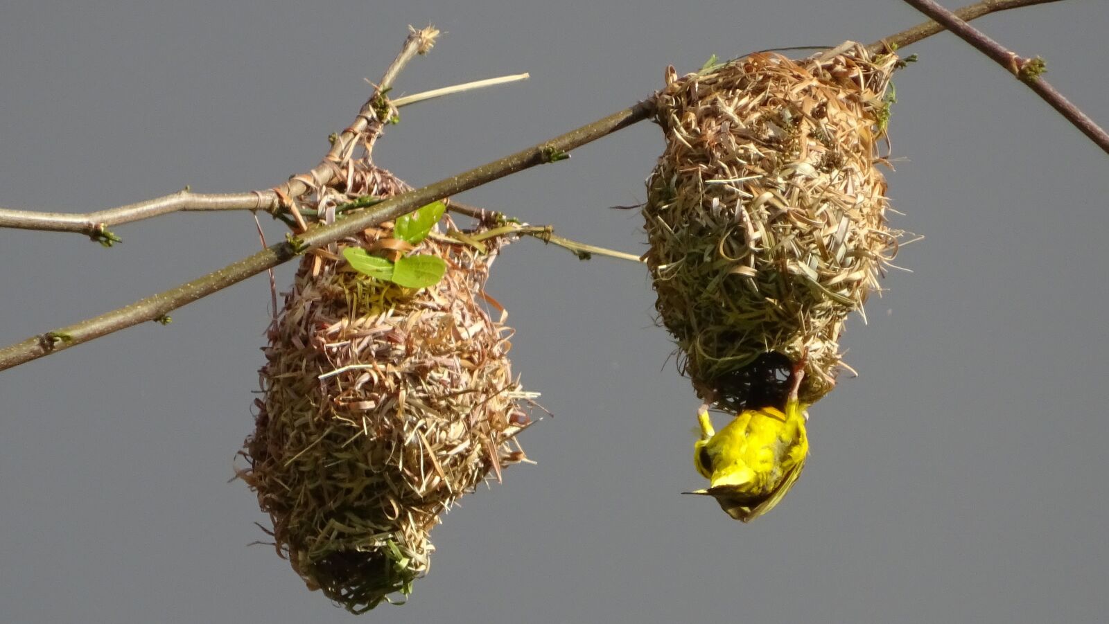 Sony Cyber-shot DSC-WX350 sample photo. Nest builders, animal world photography