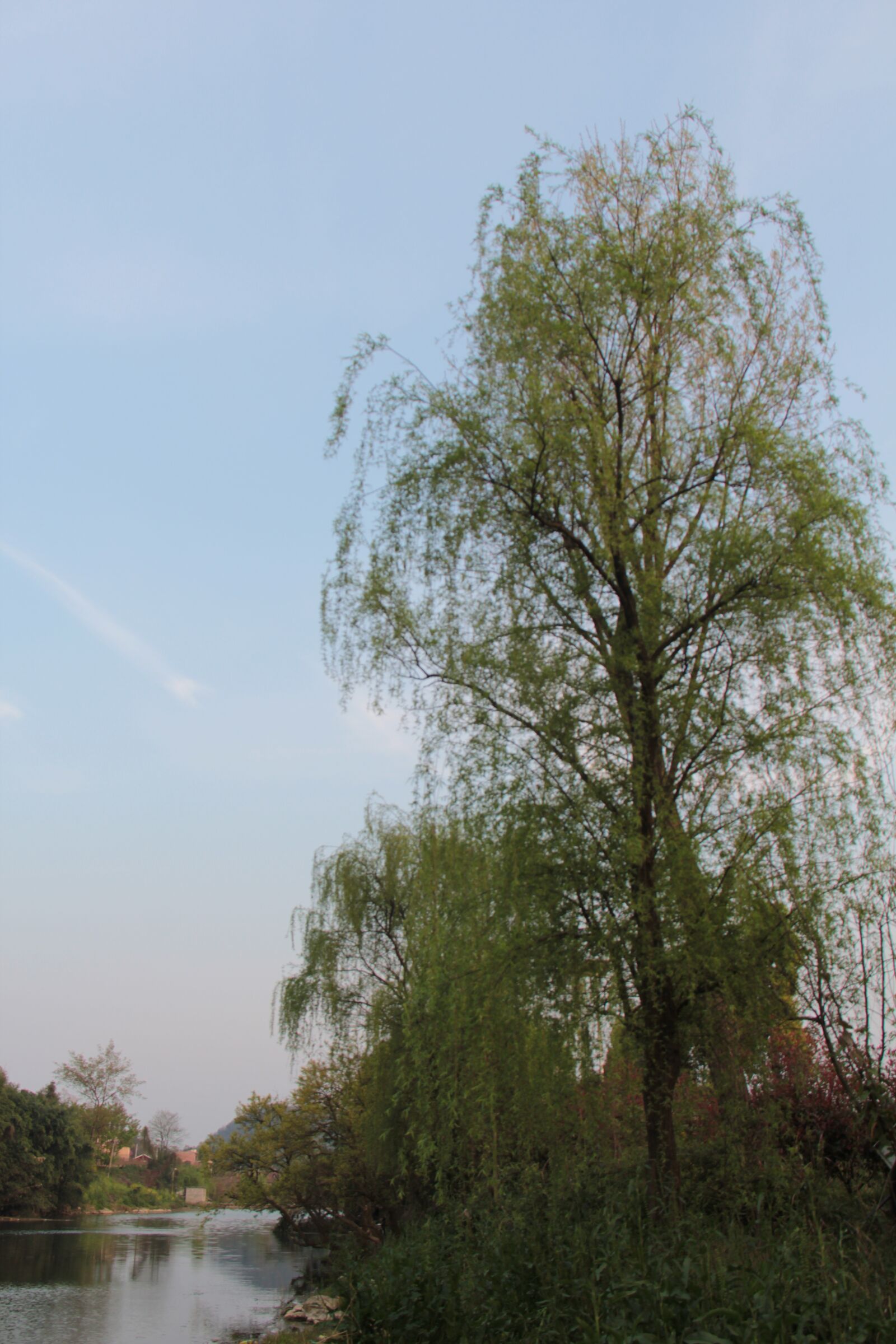 Canon EF-S 18-200mm F3.5-5.6 IS sample photo. Willow, march, the sun photography