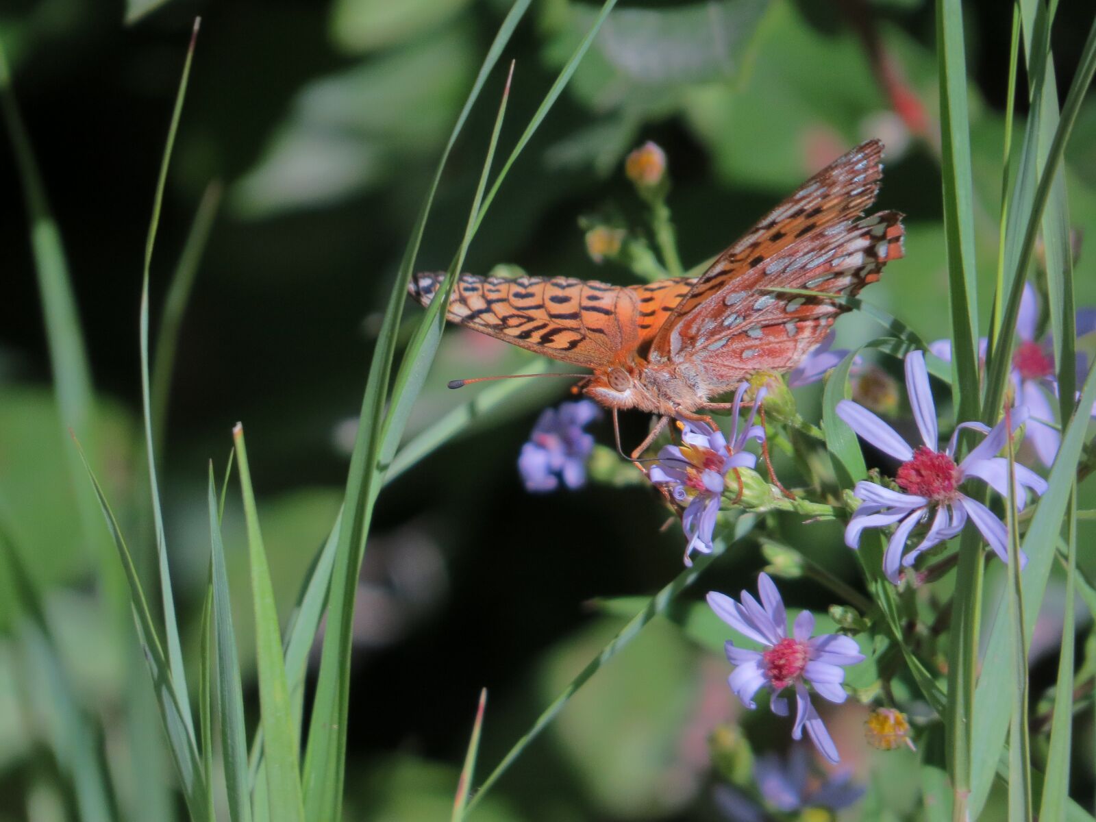 Canon PowerShot SX50 HS sample photo. Butterfly, western fritillary, asters photography