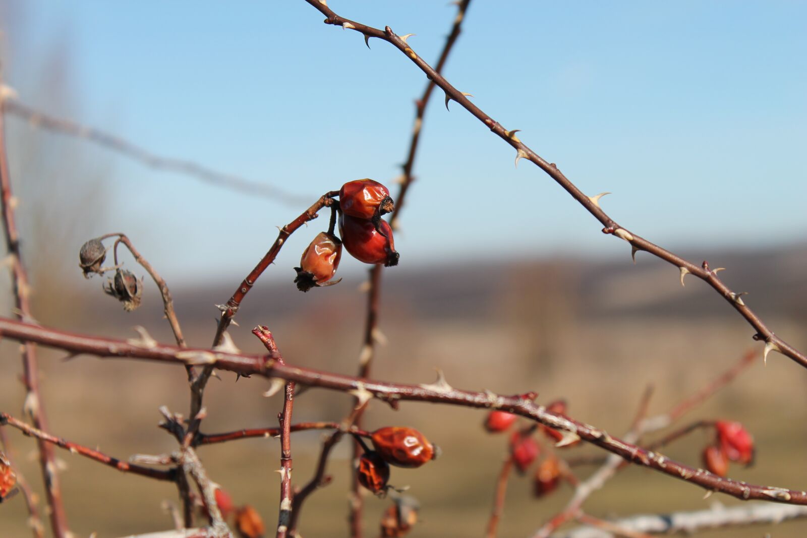 Canon EOS 1100D (EOS Rebel T3 / EOS Kiss X50) sample photo. Nature, outdoors, winter photography