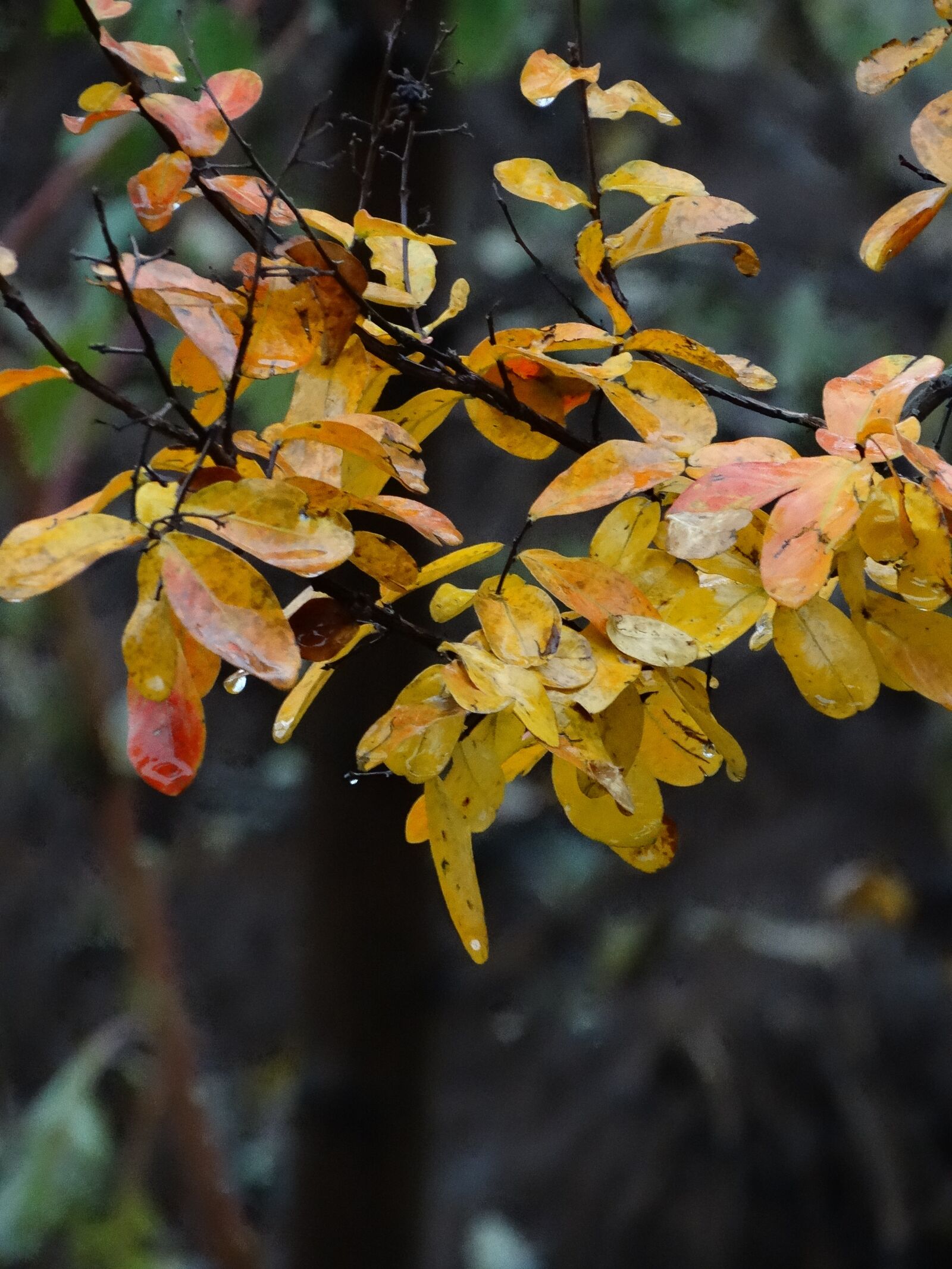 Sony Cyber-shot DSC-HX300 sample photo. Autumn, leaves, rain photography