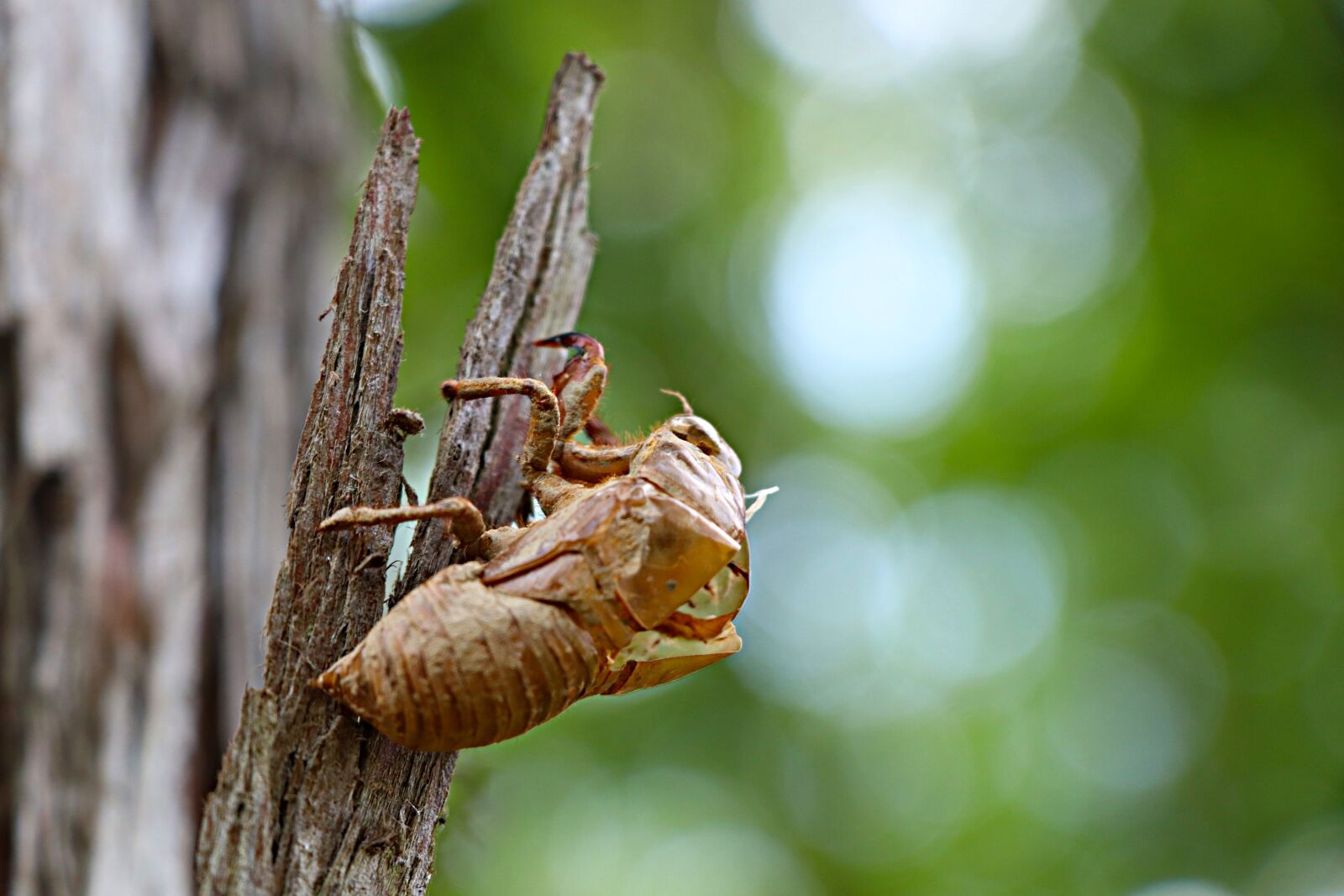 Canon EOS 77D (EOS 9000D / EOS 770D) sample photo. Cicada, chantui, the cicada photography