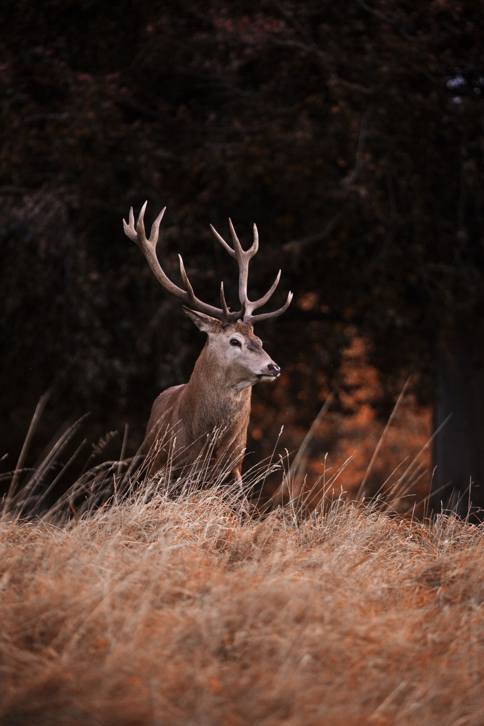 Canon EF 100-400mm F4.5-5.6L IS USM sample photo. Red deer, deer, stag photography
