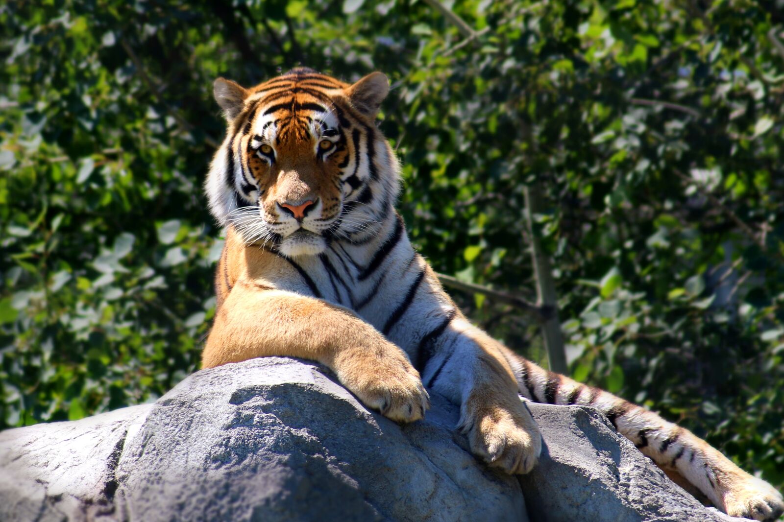 Canon EOS 70D sample photo. Tiger, animal, wildlife photography