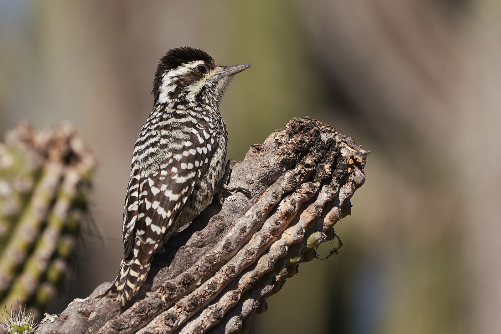 Sony a7R III sample photo. Bird, woodpecker, feathers photography
