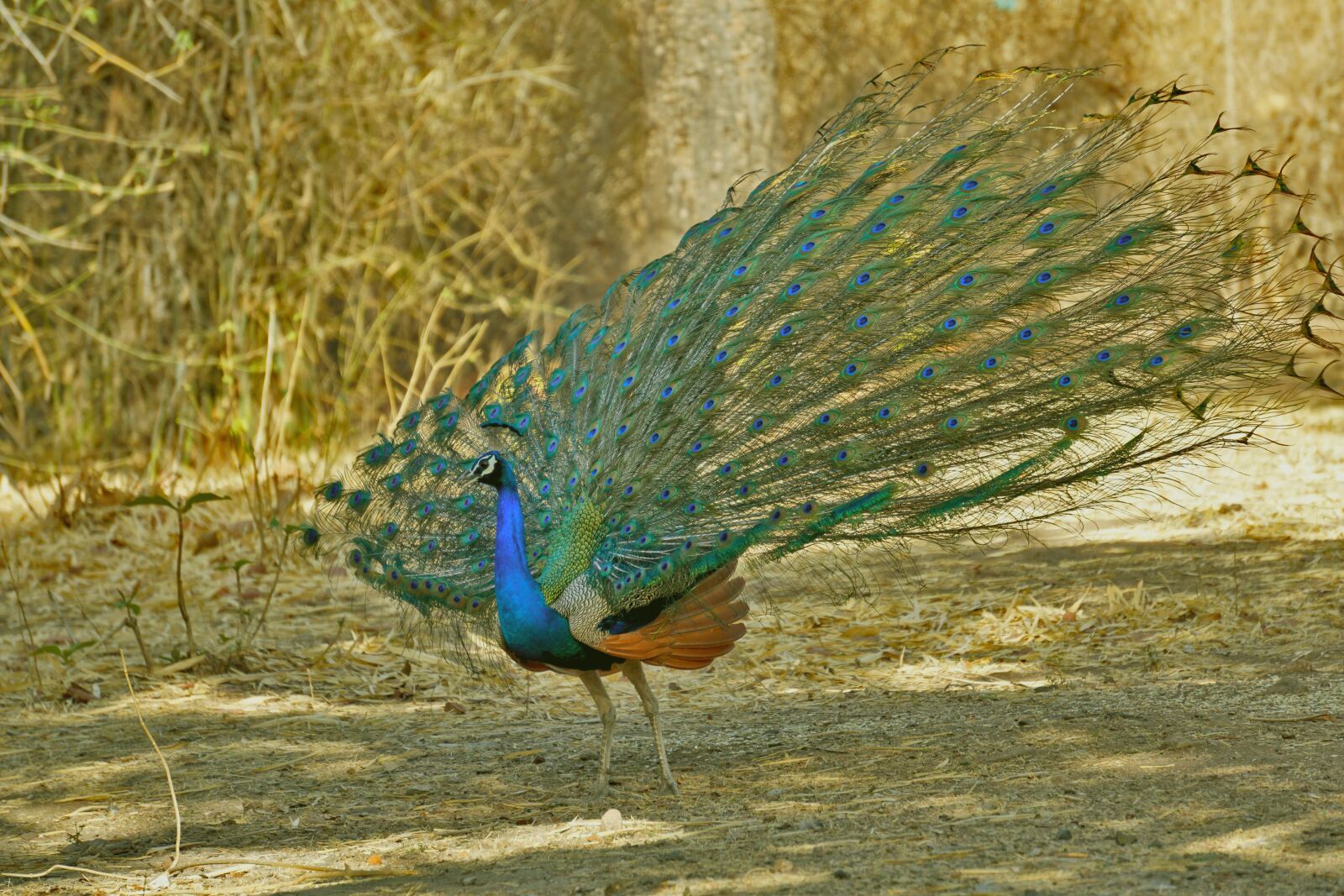 Sony a6000 sample photo. Bird, feather, nature photography