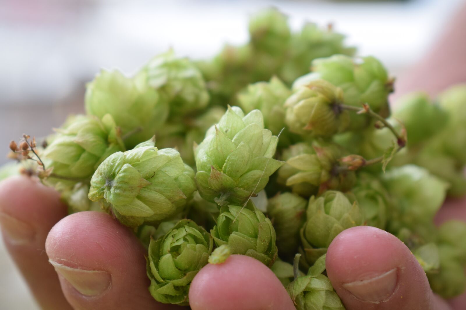 Nikon D3300 sample photo. Hops, common hop, flowers photography