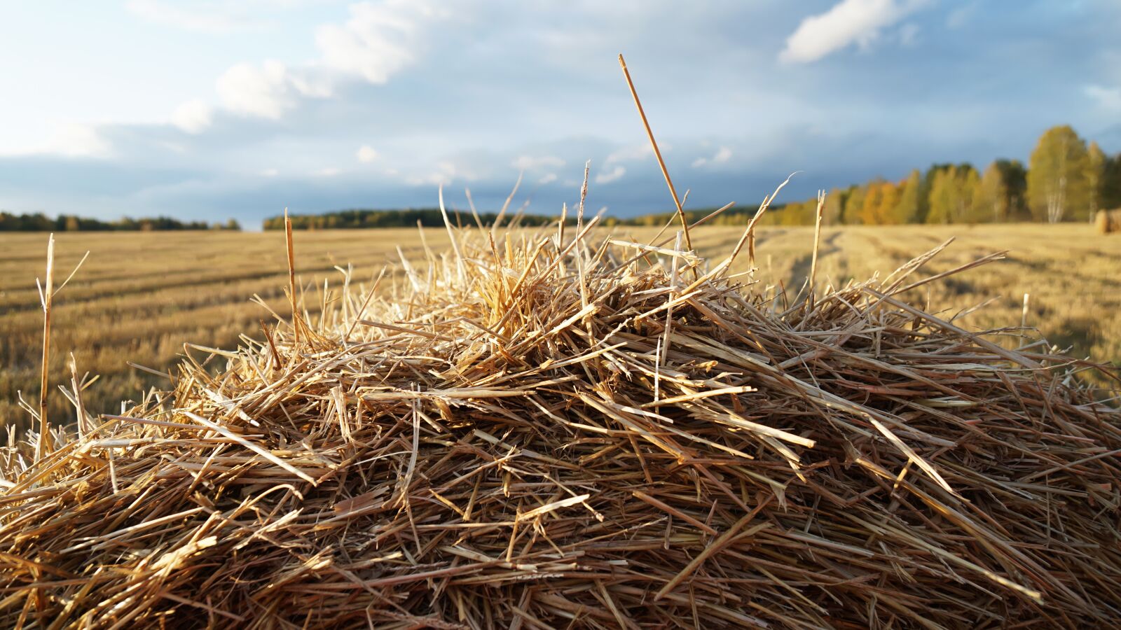 Sony a6000 + Sony Vario-Tessar T* E 16-70mm F4 ZA OSS sample photo. Hay, landscape, sky photography