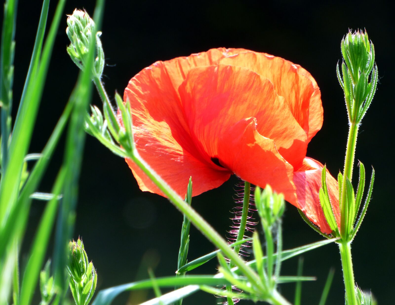 Panasonic DMC-FZ72 sample photo. Poppy, flower, red photography