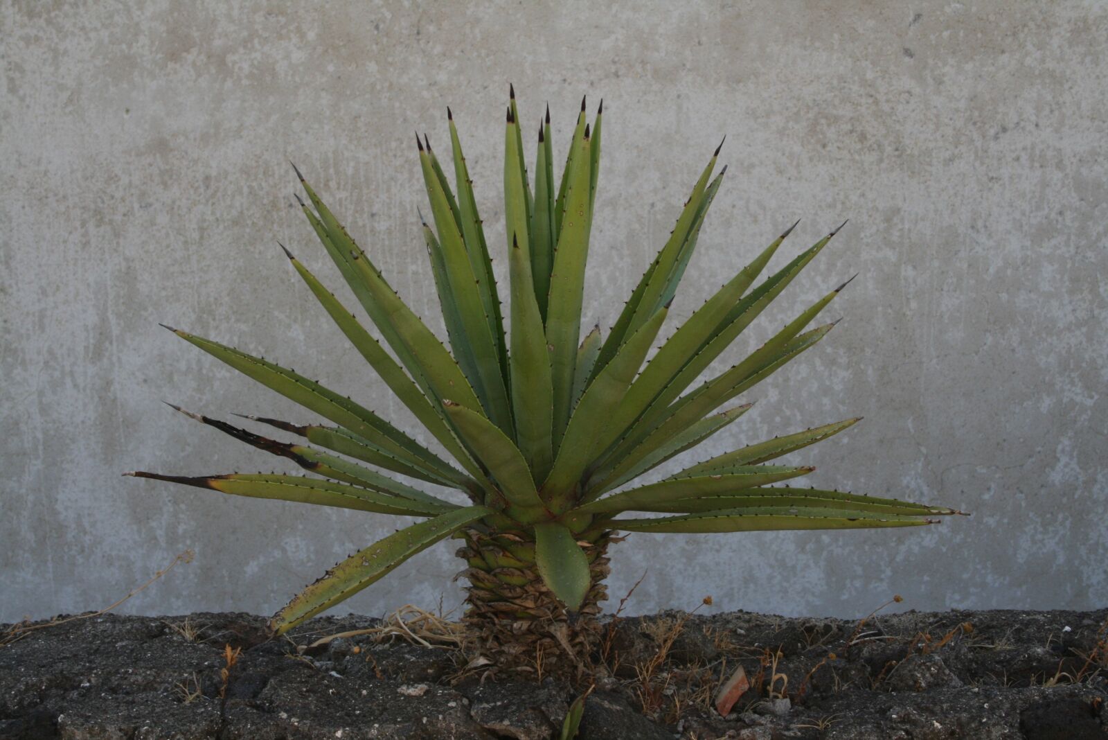 Canon EOS 400D (EOS Digital Rebel XTi / EOS Kiss Digital X) sample photo. Stromboli, plant, wall photography