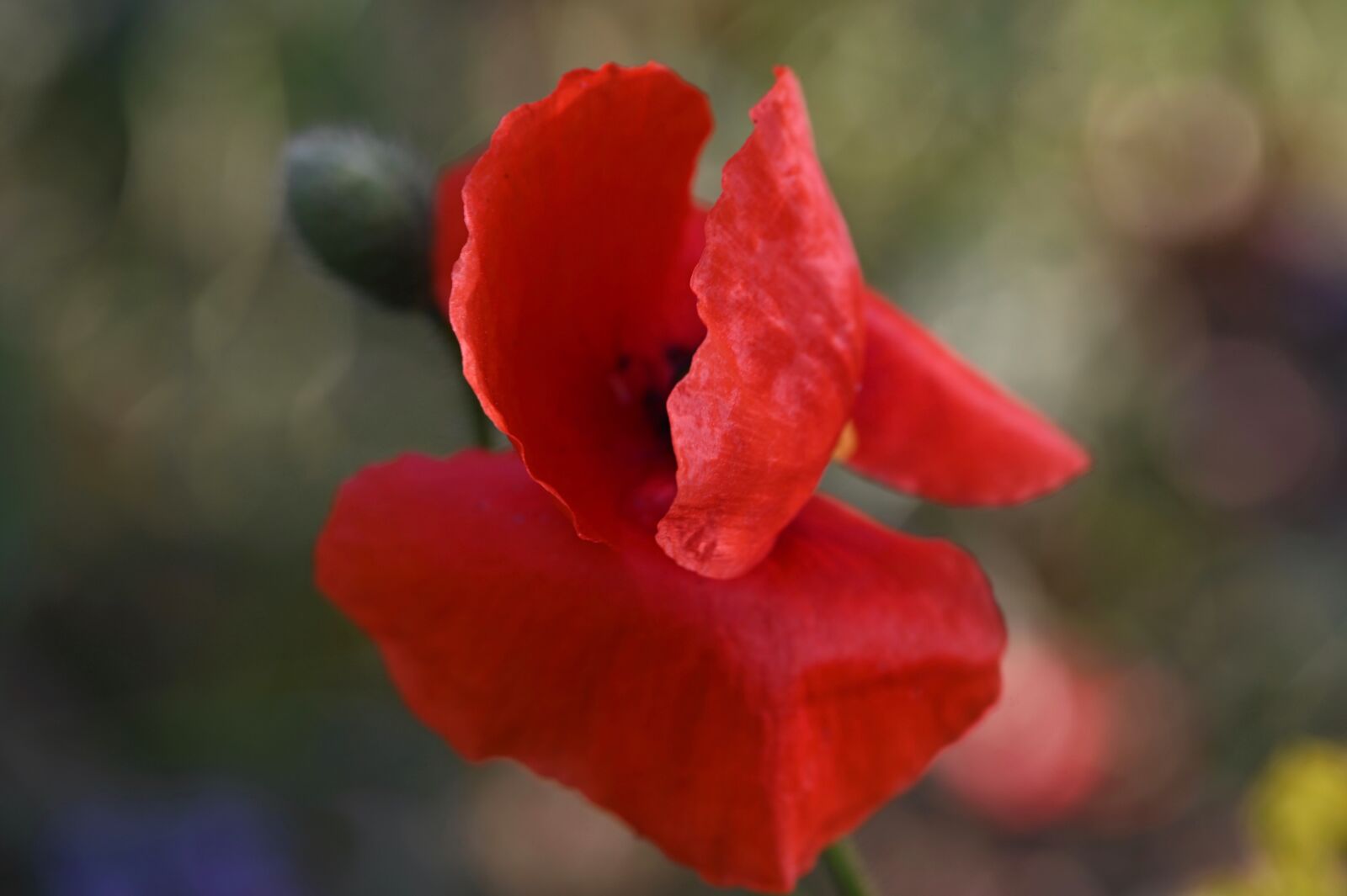 Nikon Z6 sample photo. Poppy, poppy flower, klatschmohn photography