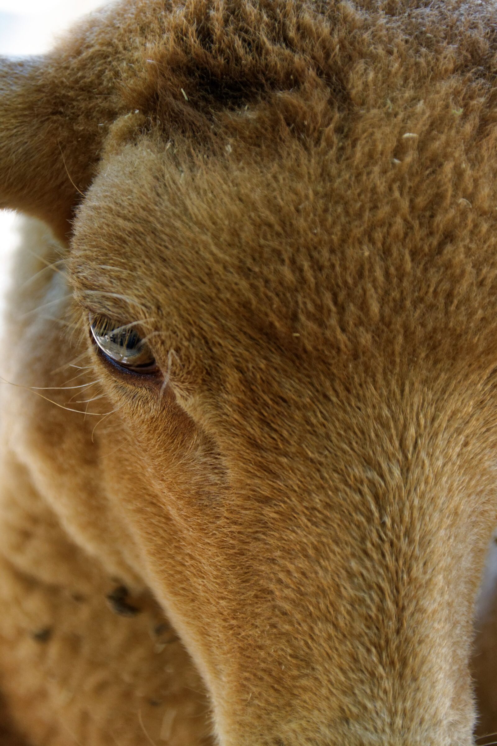 Canon EOS 30D sample photo. Sheep, eye, animal photography