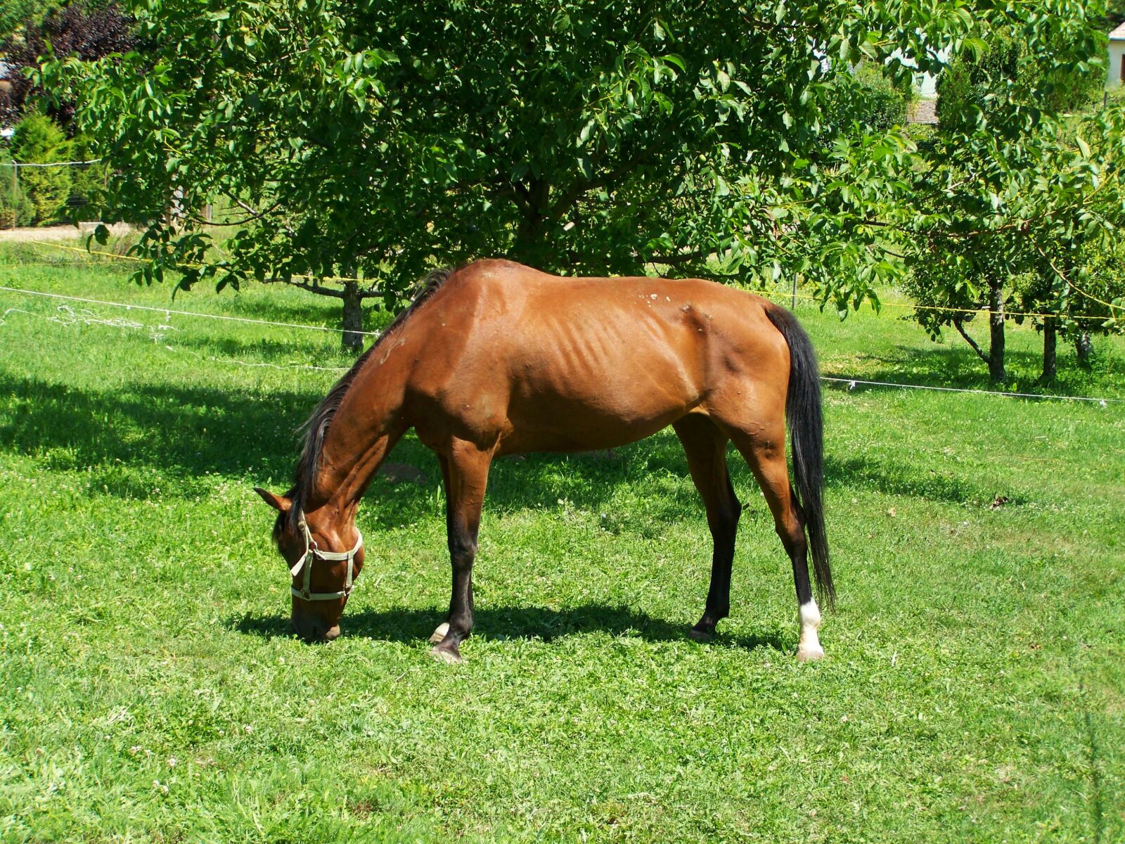 Kodak EASYSHARE ZD710 ZOOM DIGITAL CAMERA sample photo. Brown horse, browse, hoofed photography