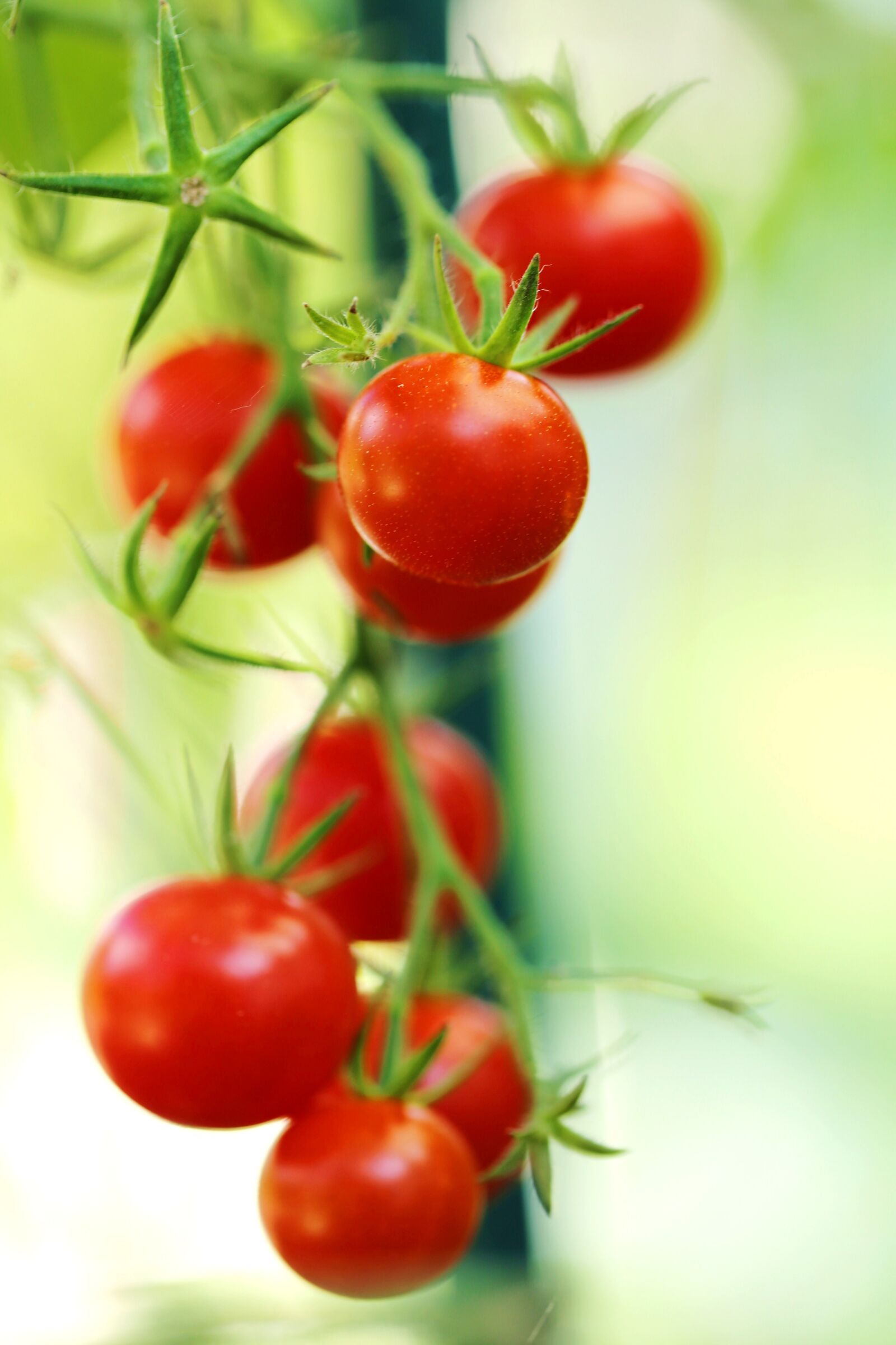 Canon EF 100mm F2.8L Macro IS USM sample photo. Food, cherry, tomato photography