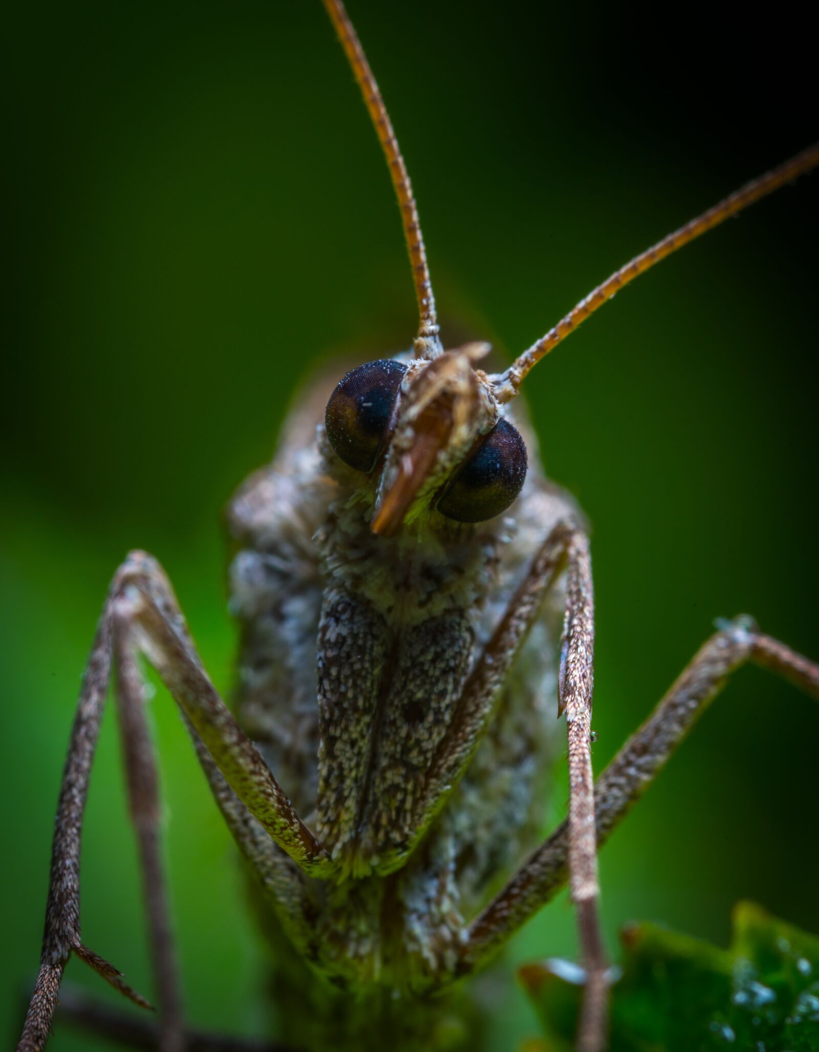 #124 65/2.8 sample photo. Insect, animals, living nature photography