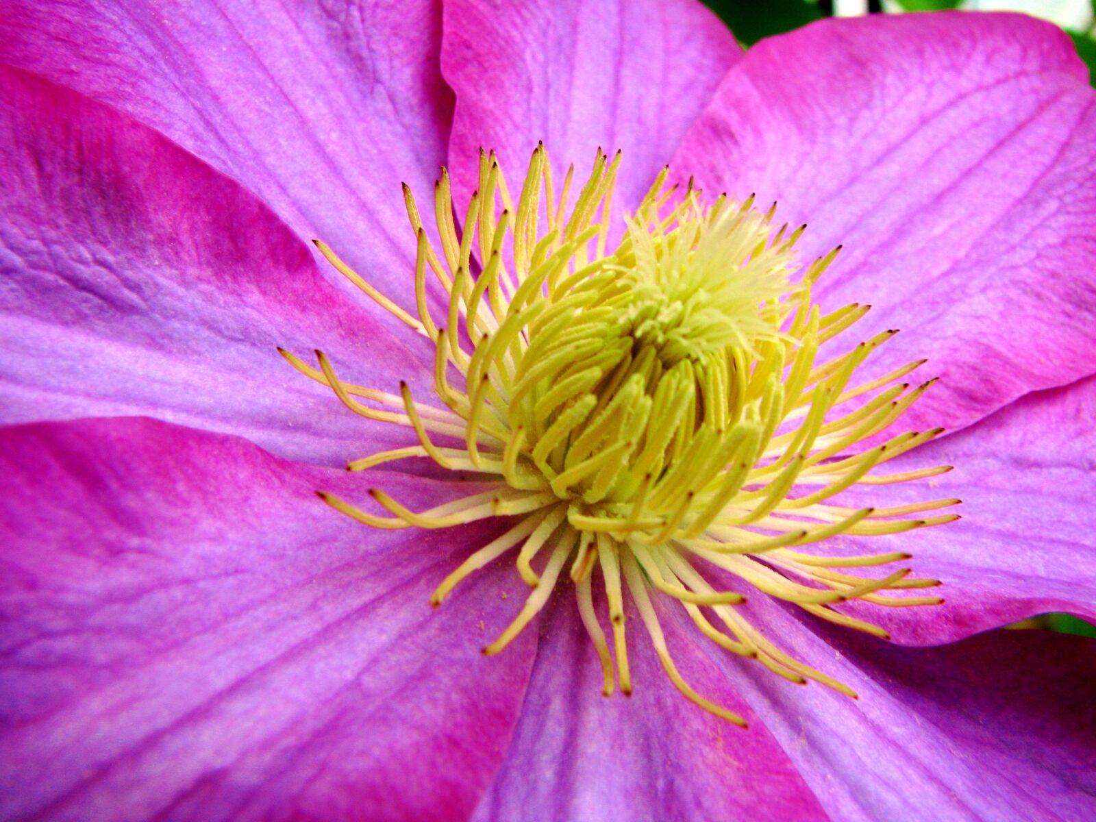 Canon POWERSHOT S5 IS sample photo. Pink, yellow, flower photography