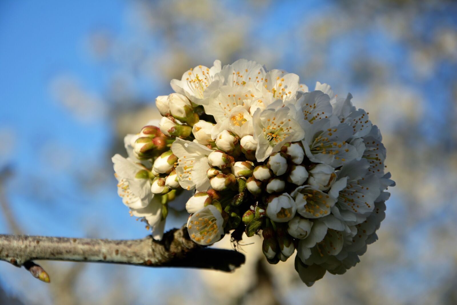 Nikon D7100 sample photo. Cherry, flower, sprig photography