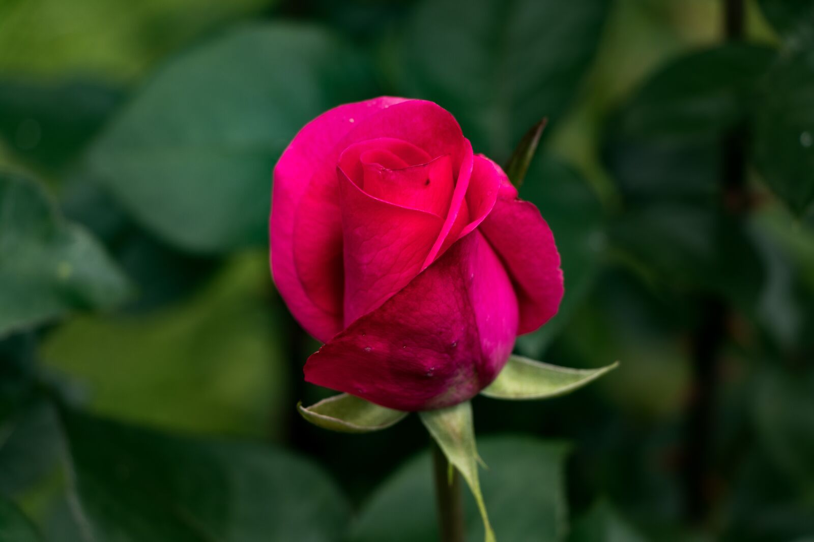 Canon EOS 80D sample photo. Rose, flower, petals photography