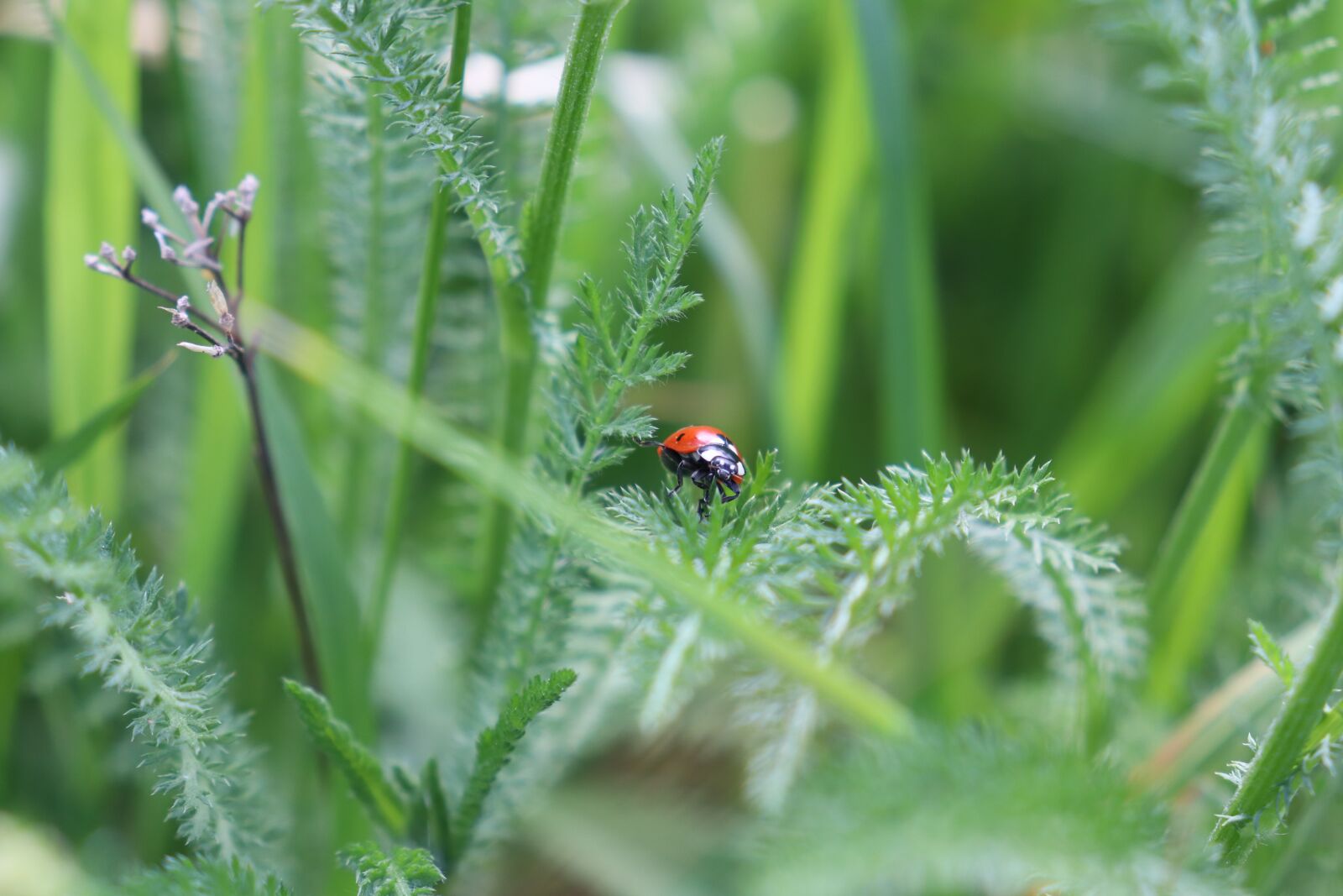 Canon EOS 200D (EOS Rebel SL2 / EOS Kiss X9) sample photo. Ladybug, meadow, insect photography