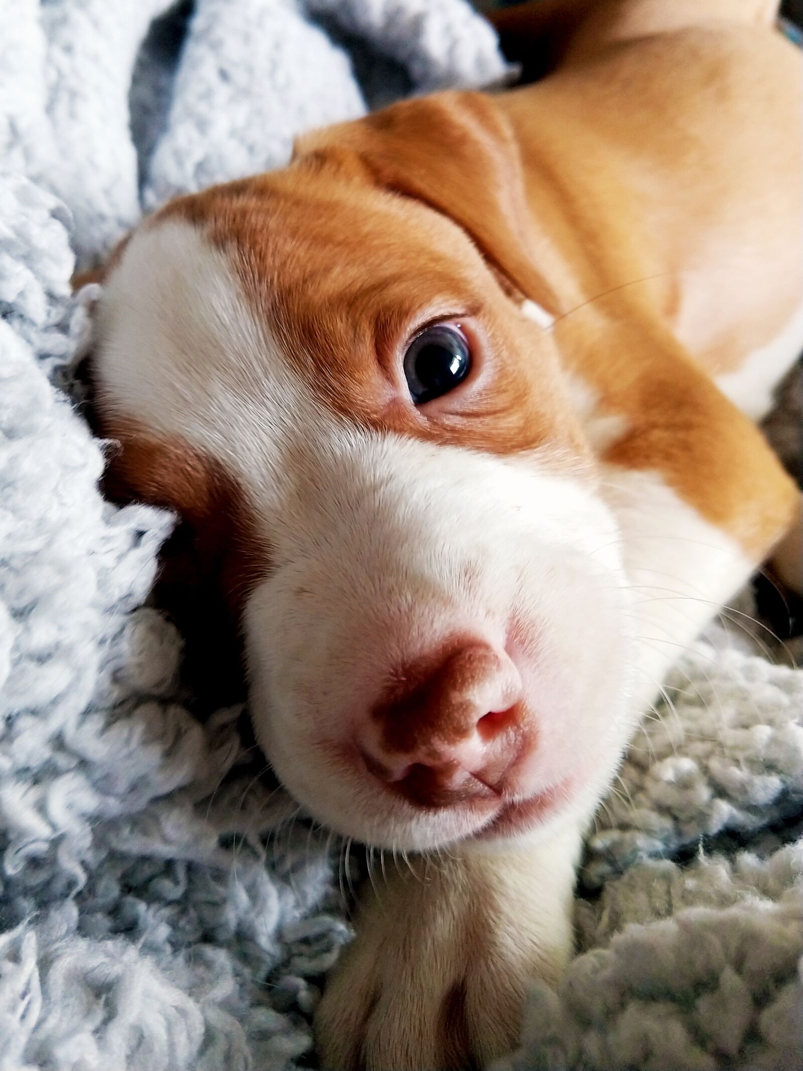 Motorola moto x4 sample photo. Puppy, pitt bull, border photography