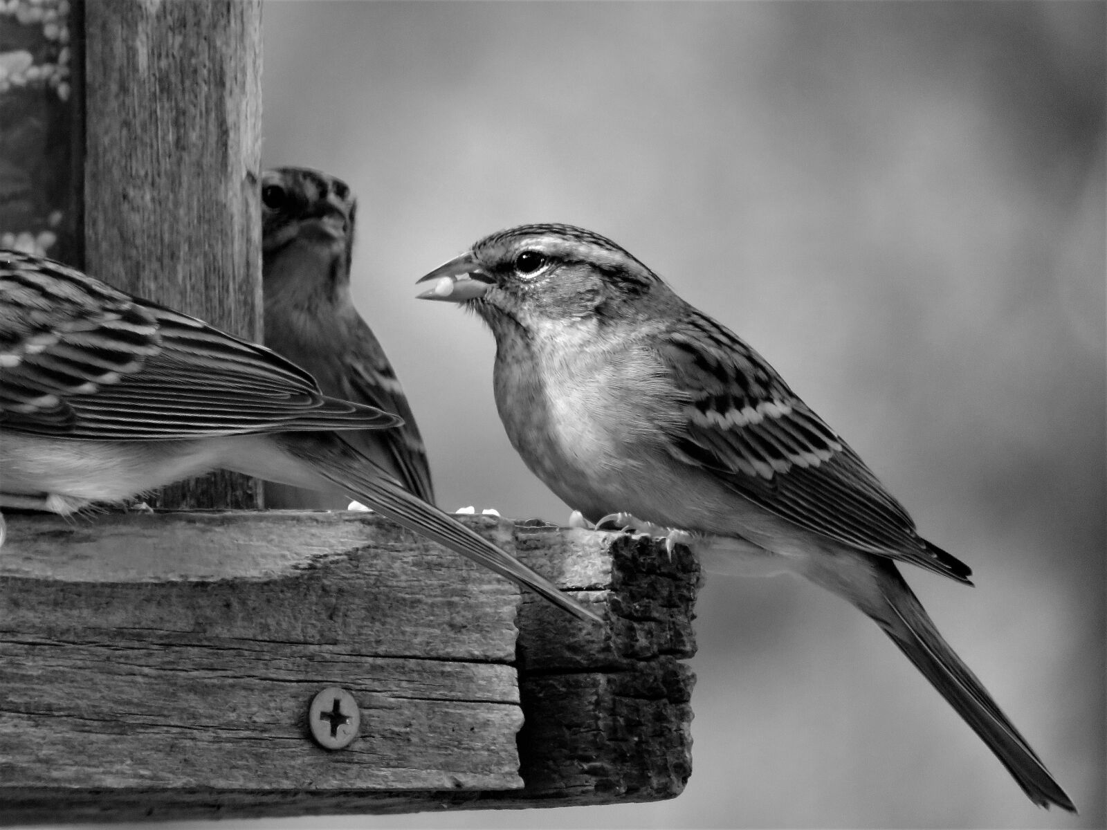 Canon PowerShot SX60 HS sample photo. Bird, black and white photography