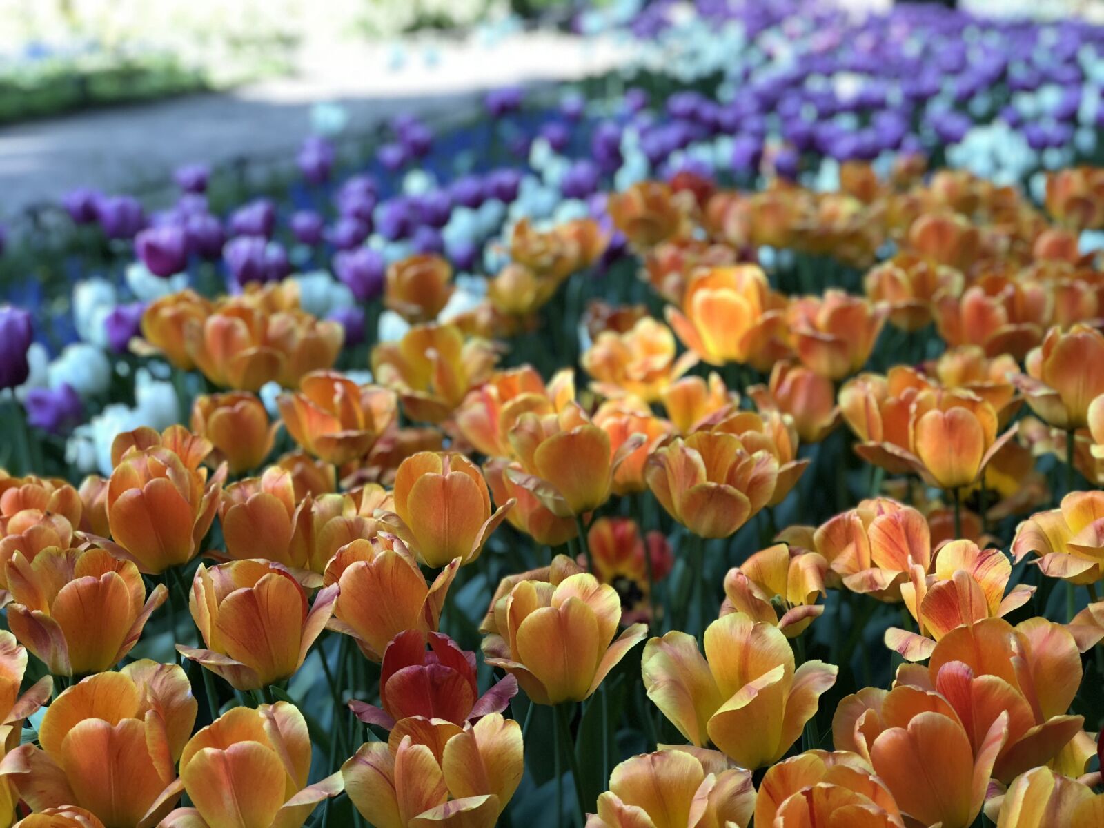 iPhone 8 Plus back dual camera 6.6mm f/2.8 sample photo. Tulips, flowers, orange photography