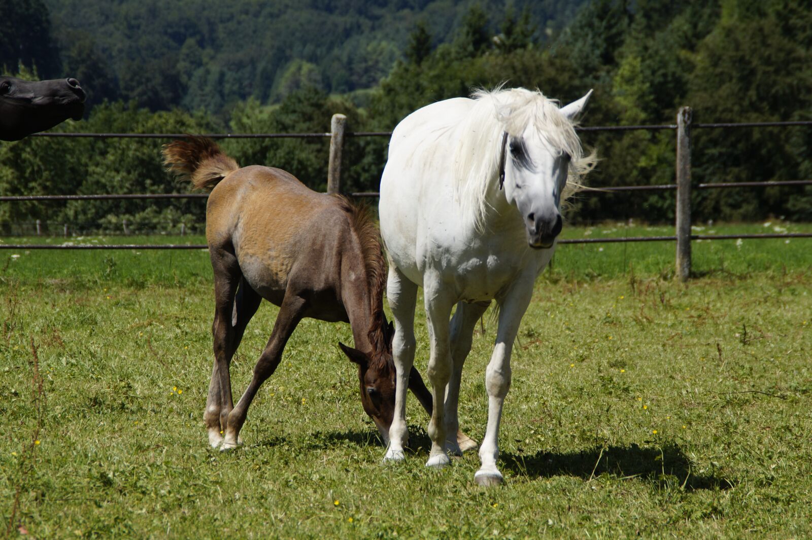 Sony SLT-A58 sample photo. Mares, foal, arabs photography