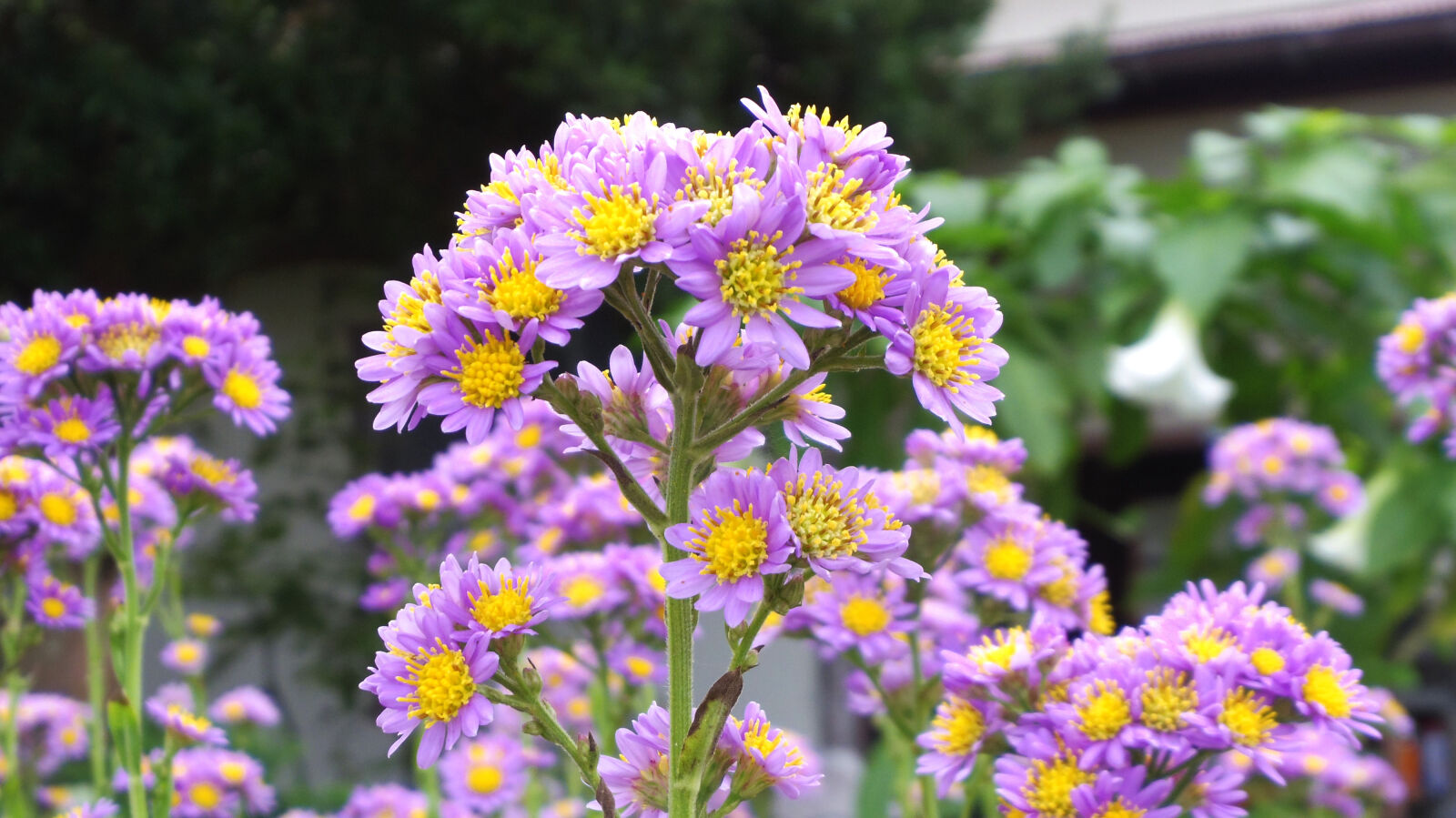 Pentax Q10 sample photo. Flower photography