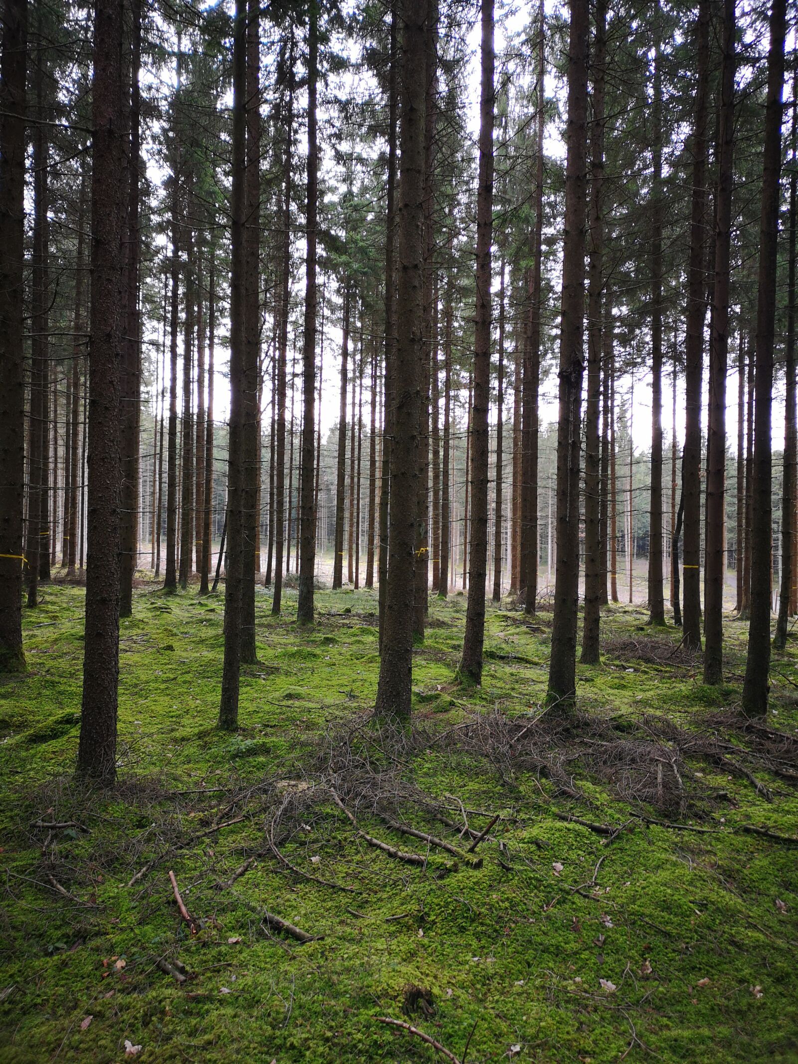 HUAWEI CLT-L29 sample photo. Forest, rest, trees photography