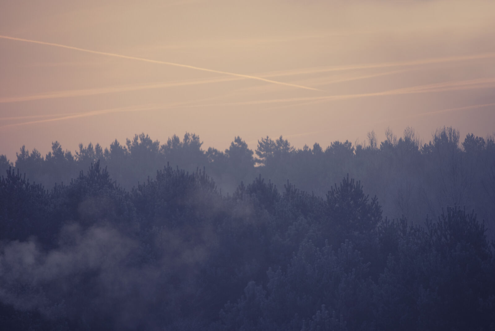 Nikon D60 sample photo. Fog, forest, pine, spruce photography
