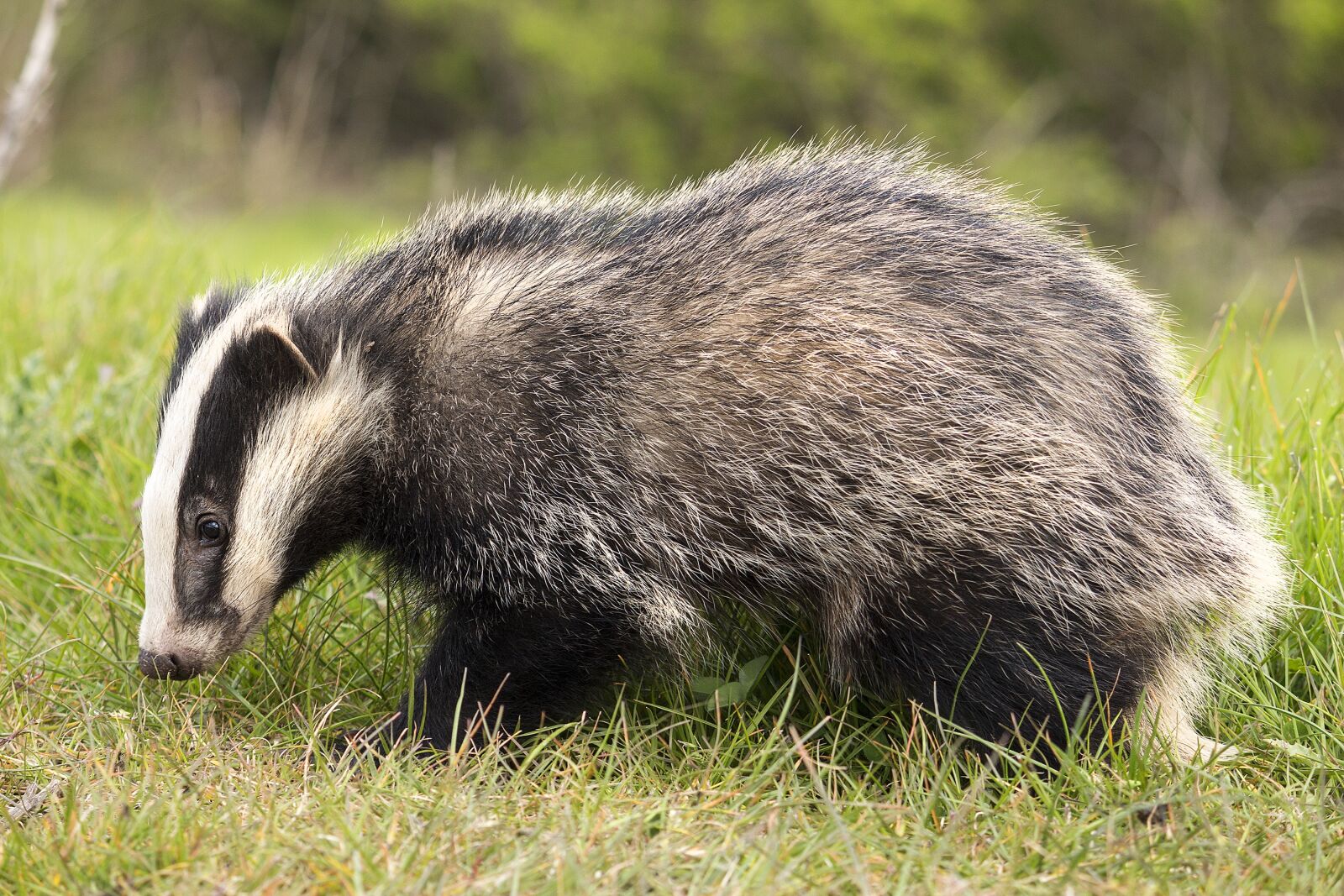 Canon EF-S 55-250mm F4-5.6 IS sample photo. Badger, brock, animal photography
