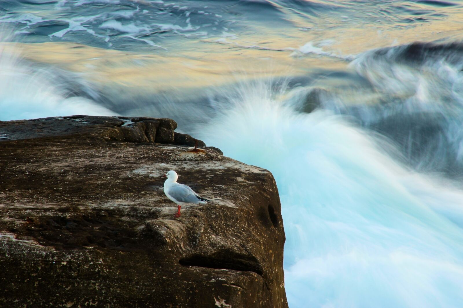 Canon EOS 600D (Rebel EOS T3i / EOS Kiss X5) sample photo. Seagull, bird, wildlife photography