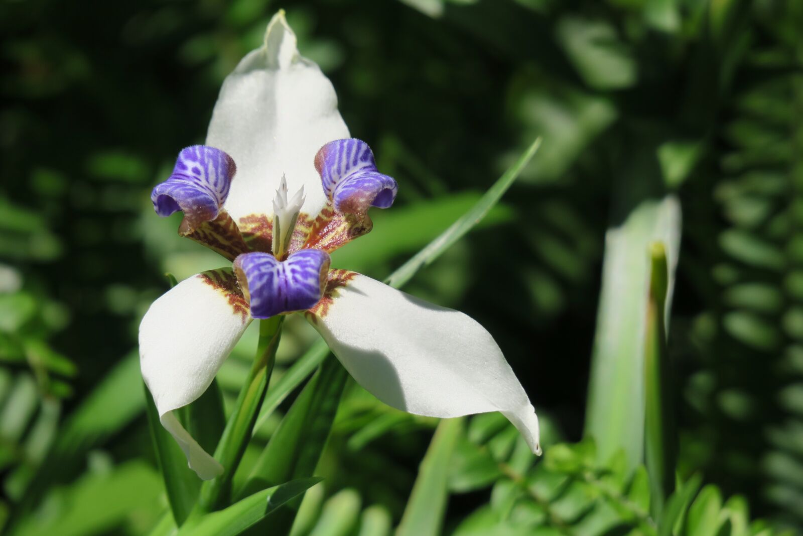 Canon PowerShot G3 X sample photo. Iris, nature, plant photography