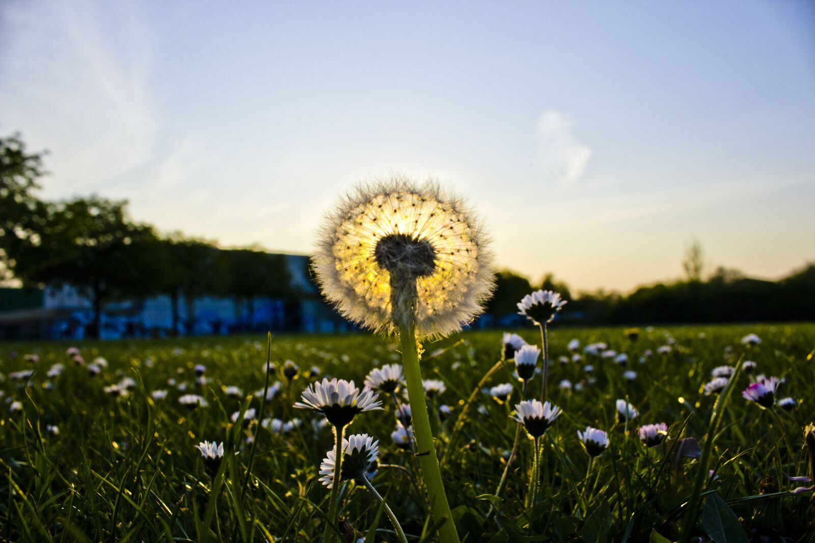 Canon EOS 600D (Rebel EOS T3i / EOS Kiss X5) sample photo. Dandelion, sunset, meadow photography