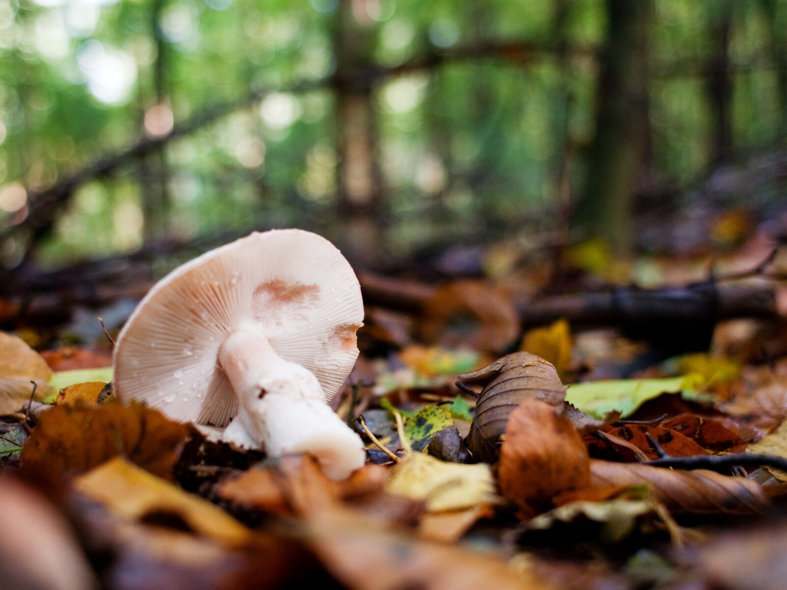 Nikon D90 sample photo. Mushrooms, forest, autumn photography