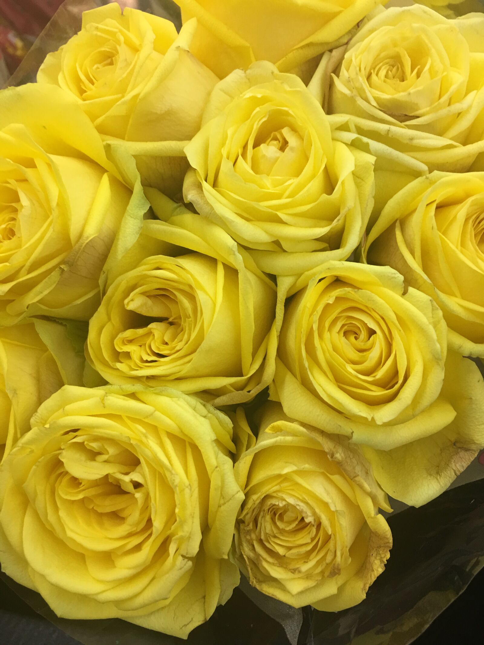 Apple iPhone 6s Plus sample photo. Roses, flowers, floral photography