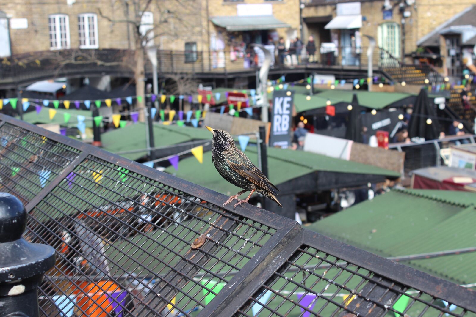 Canon EOS 600D (Rebel EOS T3i / EOS Kiss X5) sample photo. Bird, candem town, london photography