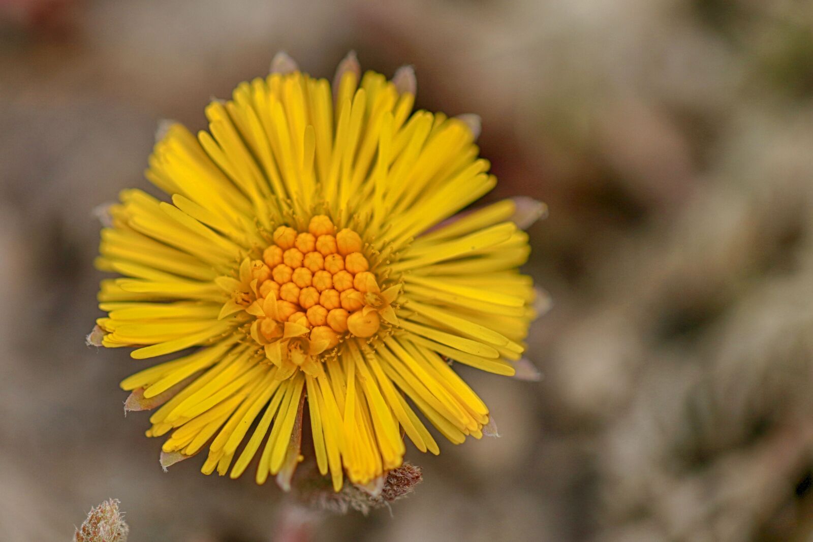 Canon EF 100mm F2.8L Macro IS USM sample photo. Coltsfoot, yellow, spring photography