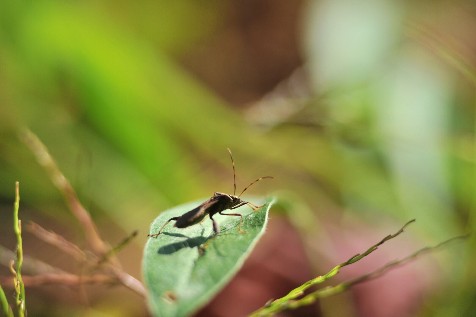 Nikon D700 sample photo. Insects, out, affix photography