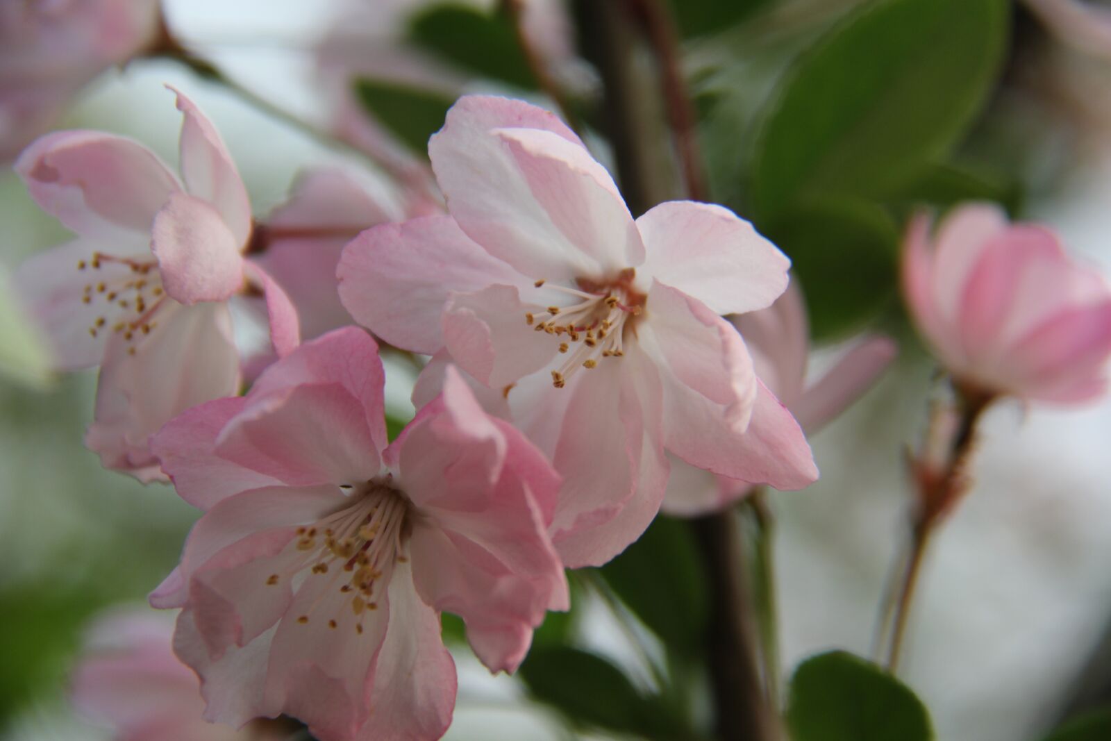 Canon EF-S 18-200mm F3.5-5.6 IS sample photo. Small fresh, flowers, spring photography