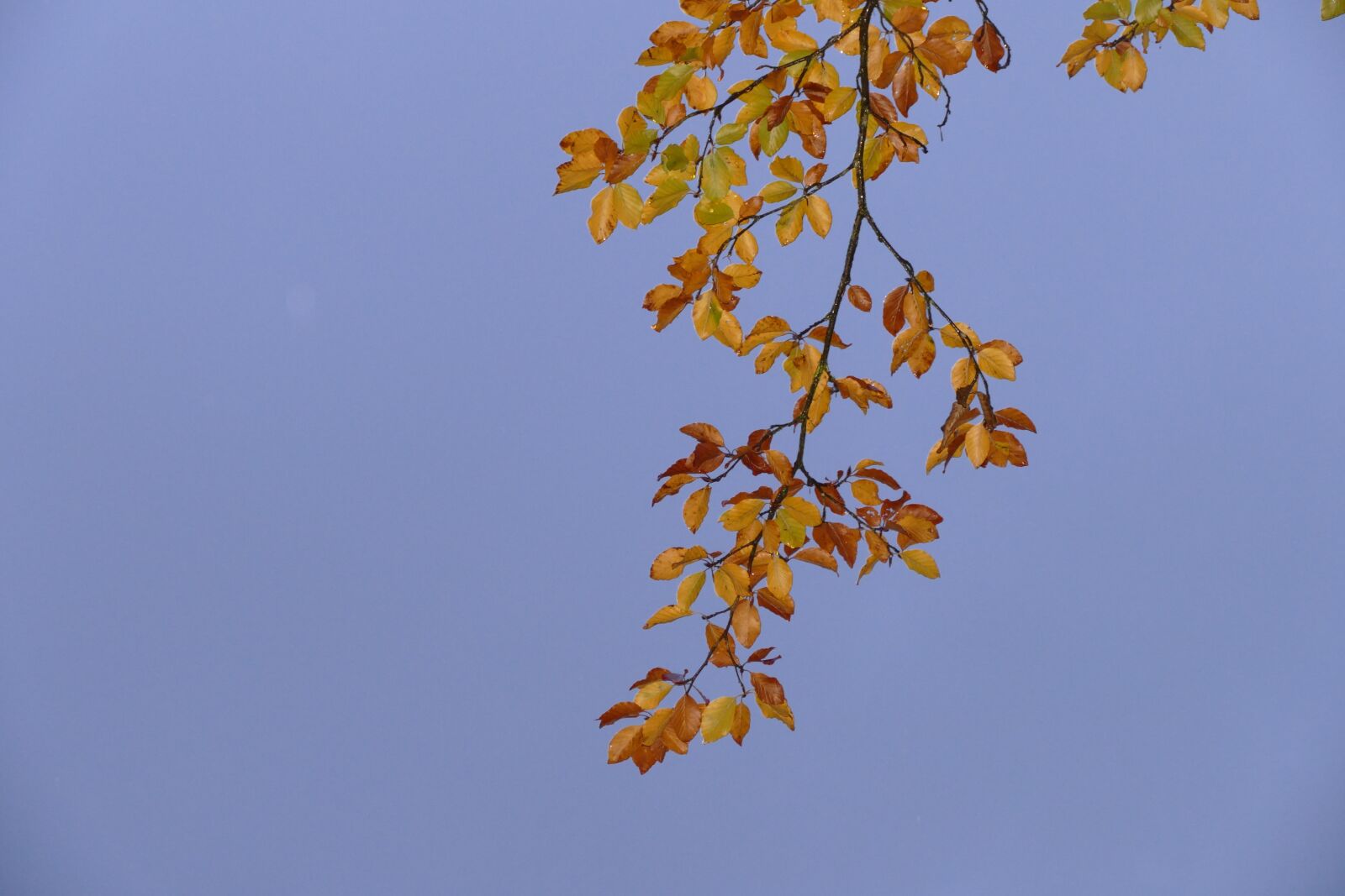 Panasonic Lumix DMC-FZ1000 sample photo. Leaves, tree, nature photography