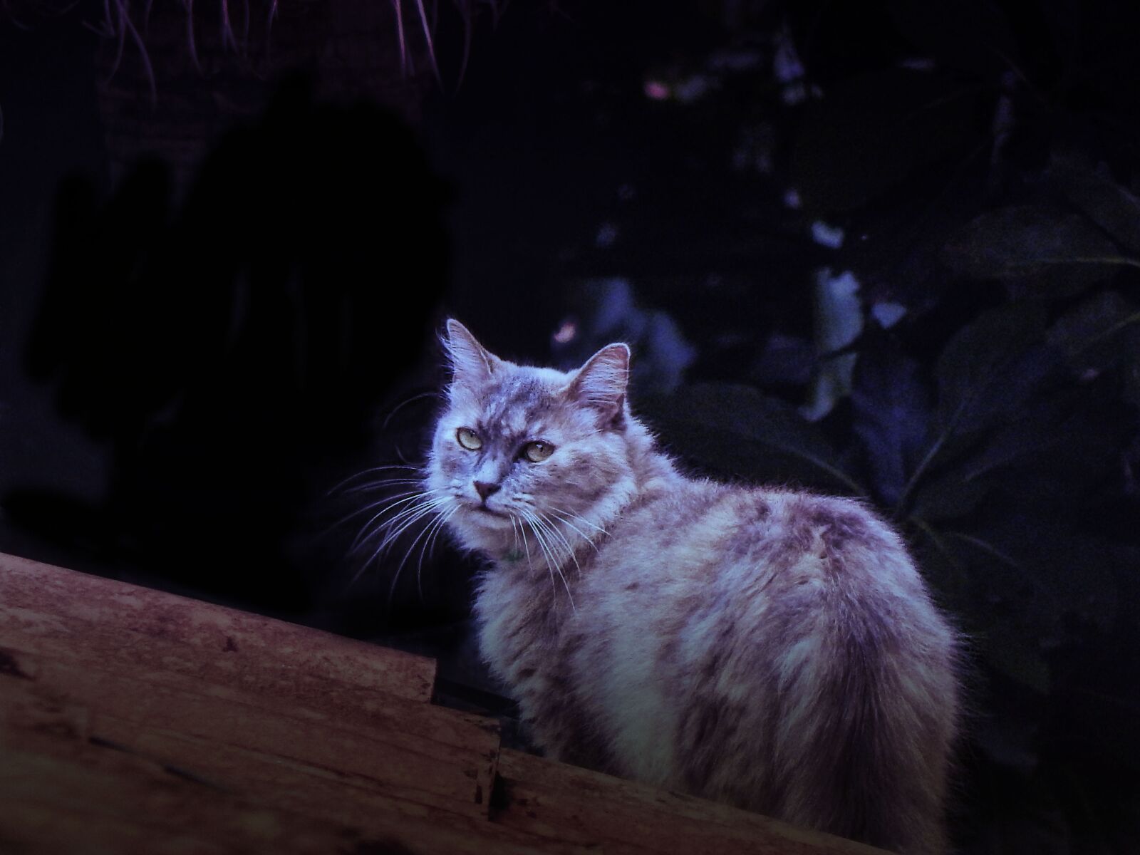 Nikon Coolpix L820 sample photo. Gata, night, roof photography