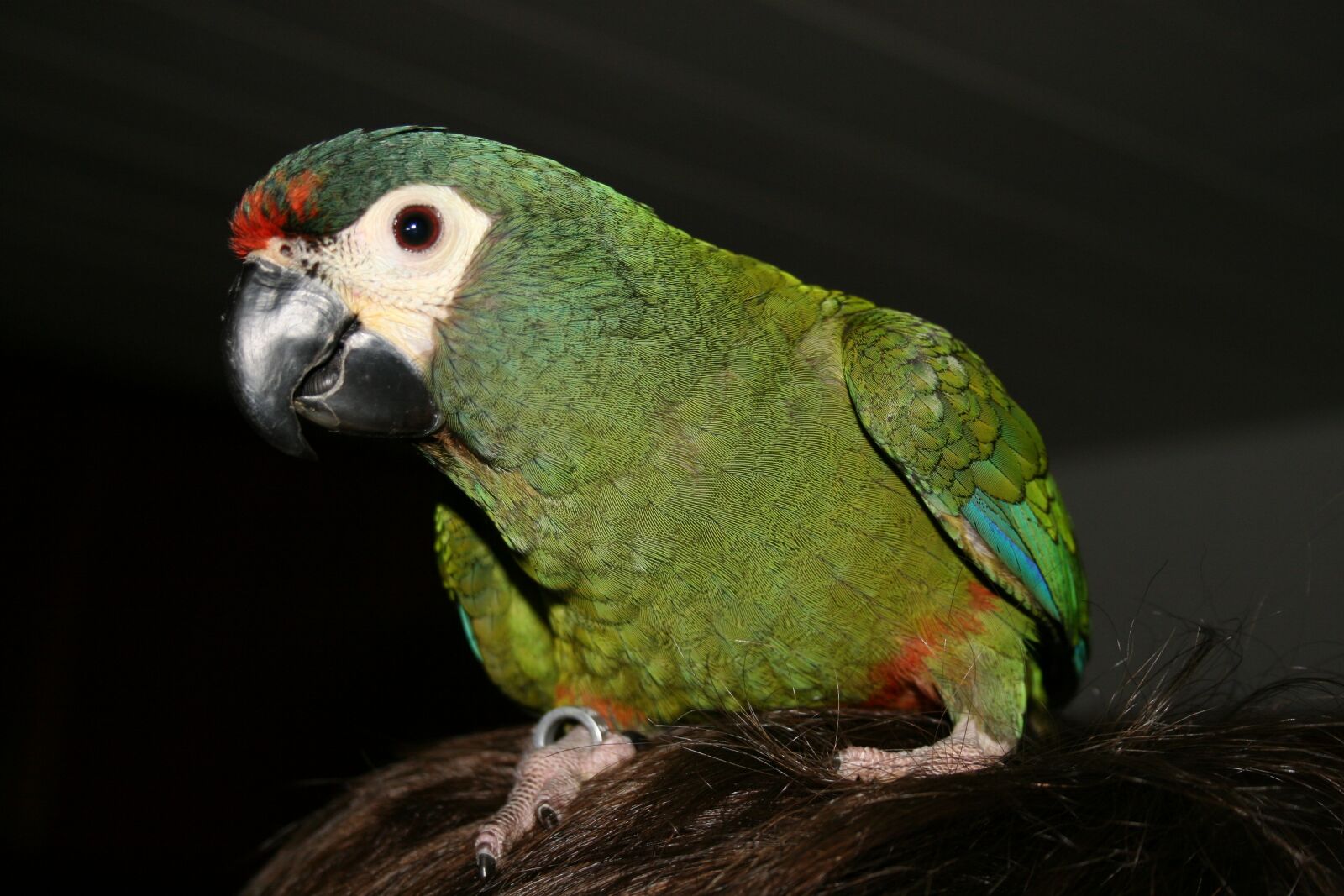 Canon EOS 400D (EOS Digital Rebel XTi / EOS Kiss Digital X) sample photo. Bird, parrot, animal world photography